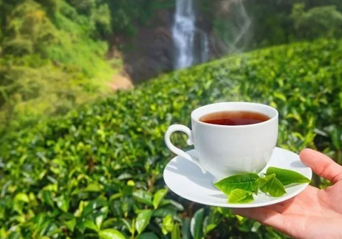 tea-export2 tea-export2